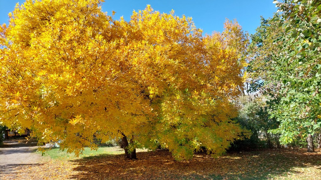 an autumn ginko tree