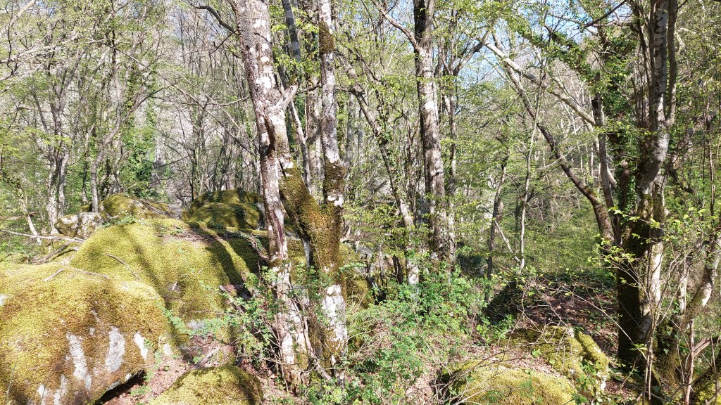 A phot of a forest with mossy stones ad green trees.