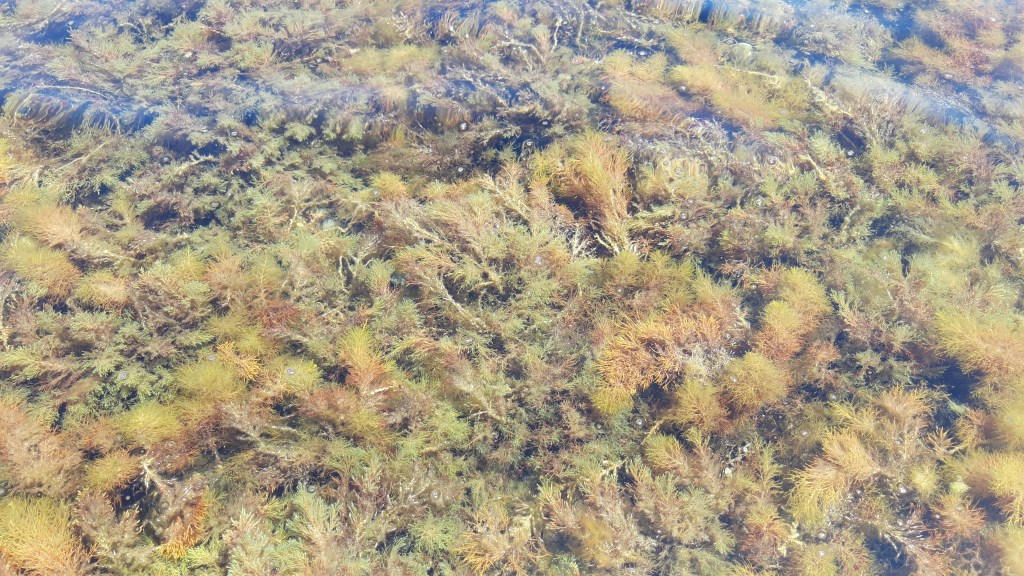 seaweed on seabottom