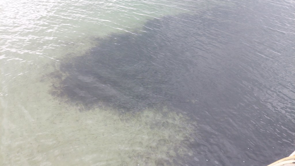 murky water with seawed